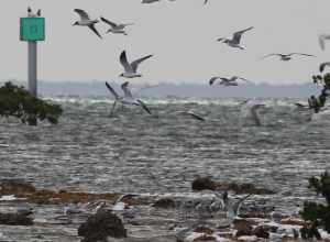 Royal Terns (center) and Laughing Gulls