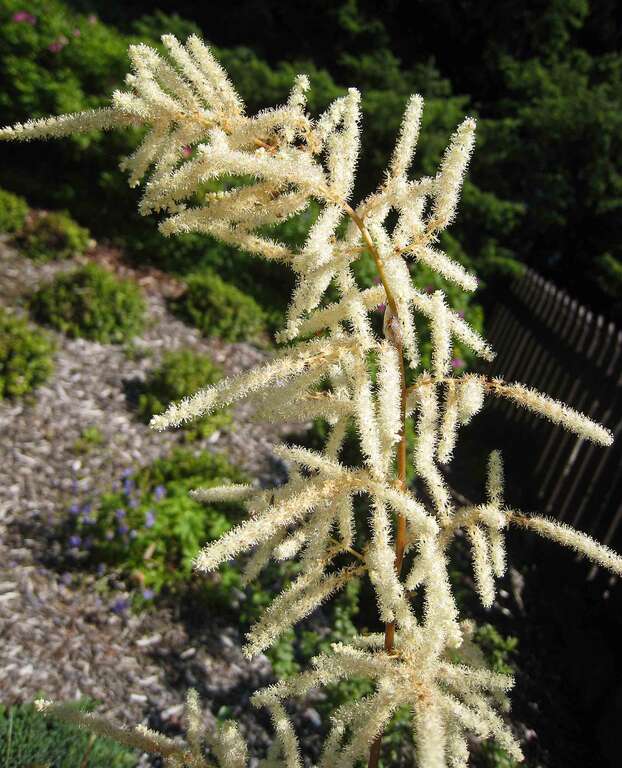 假升麻屬 Aruncus dioicus  [美國阿拉斯加  Sitka National Historical Park, Alaska]