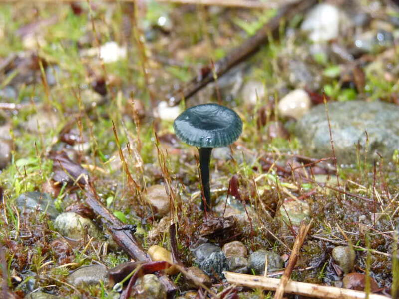 For more information about this, see the observation page at Mushroom Observer.