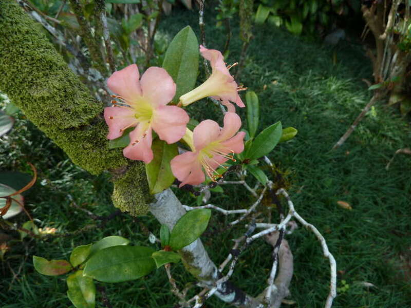 Rhododendron hybrid - R. aurigeranum x R. Herzogii, at Lyon Arboretum in Honolulu