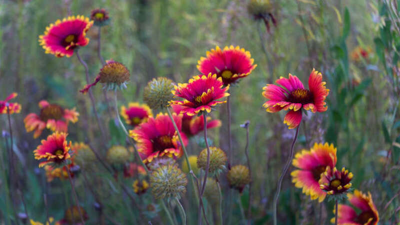 Indian Blanket, Firewheel, Girasol Rojo