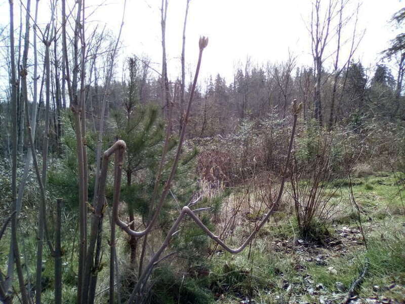 Dead branch naturally bent.