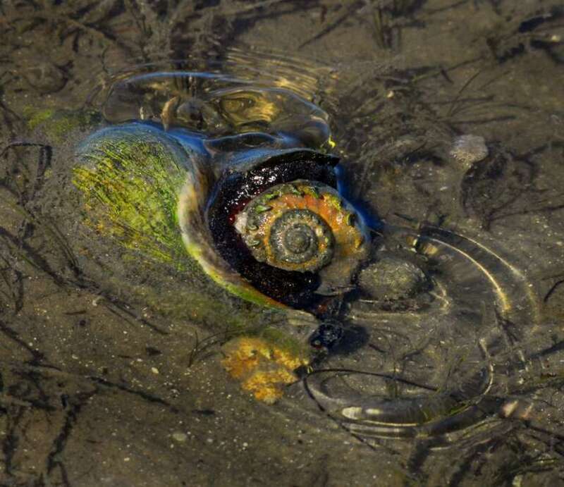 A Banded Tulip (Fasciolaria hunteria) gripping a Florida Crown Conch (Melongena corona). I noticed a disturbance in the water near our campsite at low tide. A 6 inch Banded Tulip was wrapped around a Crown Conch. Apparently the conch didn't taste too