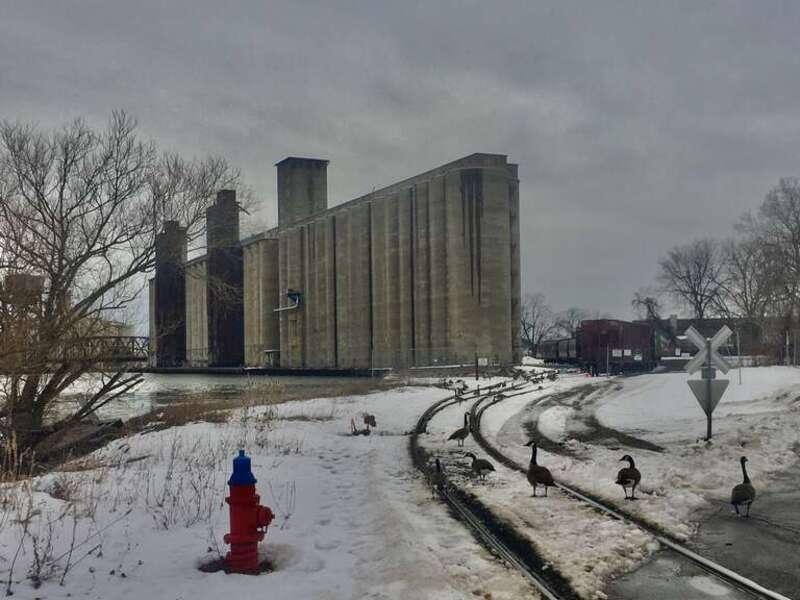 A group of Canada geese congregate on the Norfolk Southern Railroad tracks adjacent to South Street in Buffalo, New York, as seen in December 2020. The Standard Elevator rises in the background.