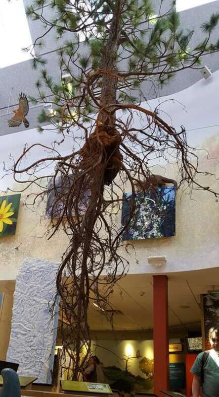 The Capital District Tourism Gnome looks a recreation of a pine scrub at the Discovery Center on New Karner Road, Albany, New York.