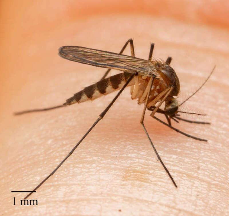 Silverback Mosquito (Aedes infirmatus). Species of insect.