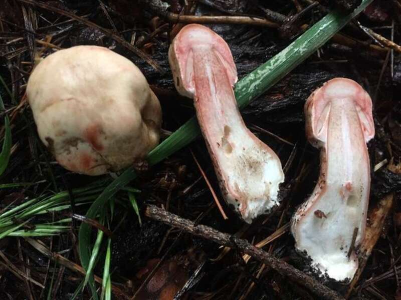 Agaricus sylvaticus occidentalis