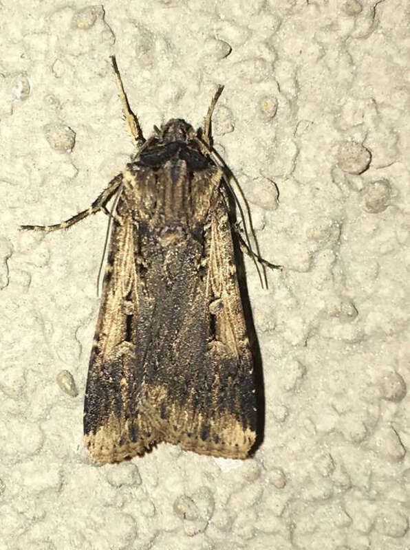 Voluble Dart (Agrotis volubilis), Blue Heron, Seal Beach, California, United States