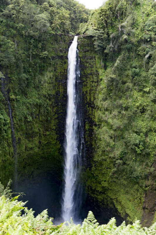 500px provided description: Akaka Falls: Big Island, Hawai'i; December 2015 [#nature ,#waterfall ,#hawaii ,#tropics ,#hawai'i]
