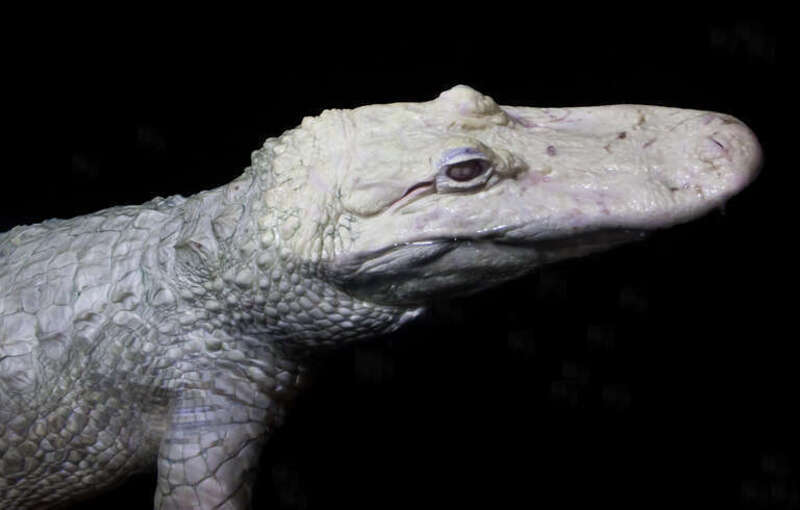 Creepiest darn thing ever!