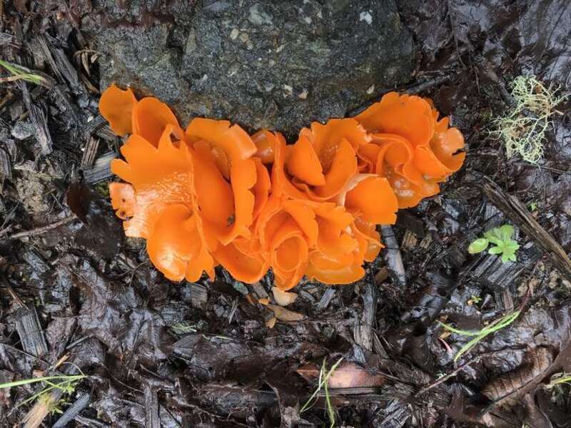 orange peel fungus (Aleuria aurantia)