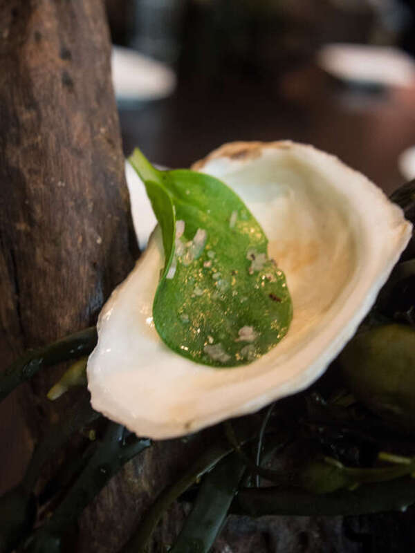 Oyster Leaf, mignonette