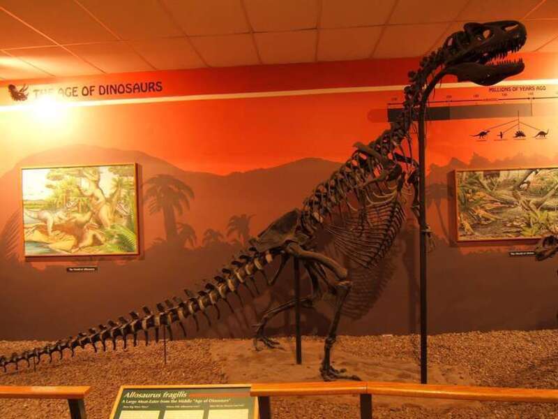 At the Buffalo Museum of Science, Buffalo, NY.
Allosaurus raising from a crouch. Specimen in the Buffalo Museum of Science.