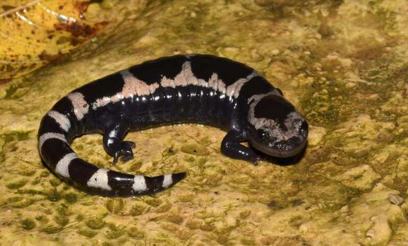 Marbled Salamander (Ambystoma opacum)