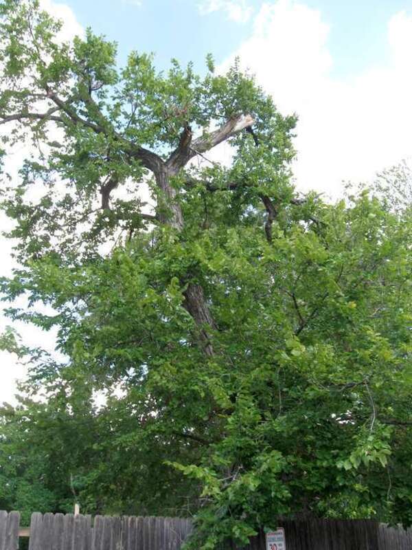 American Elm (Ulmus americana) Ulmaceae Family