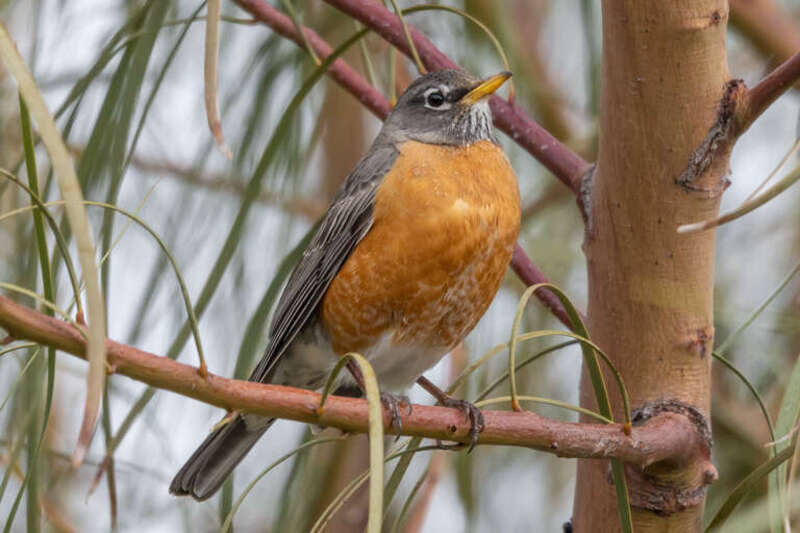 American Robin