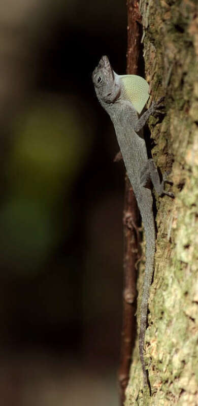 A male bark anole (Anolis distichus) extending his dewlap.