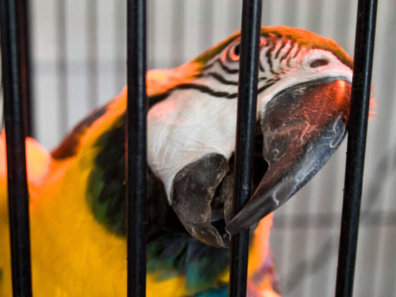 Blue-and-yellow Macaw (also known as Blue-and-gold Macaw) in a cage biting the cage bars.
