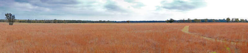 When white men arrived tallgrass prairies covered 400,000 square miles of the North American continent. It fed the Buffalo (Bison) which in turn fed native Americans plus supporting reptiles, birds, butterflies. This sea of grass stretched from the