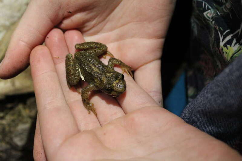 Rocky Mountain Tailed Frog (Ascaphus montanus). Species of amphibian.