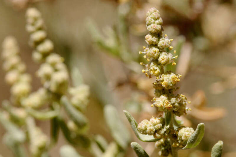 Atriplex canescens at Dripping Springs on the west side of the Organ Mountains, 32.330 -106.590, Doña Ana County, New Mexico, 23 Apr 2006.