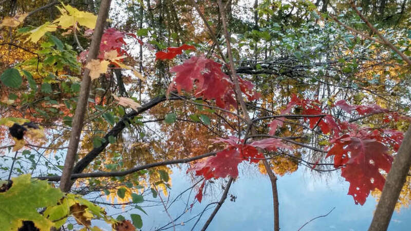 500px provided description: Autumn Palace 2 [#leaves ,#water ,#reflection ,#nature ,#abstract ,#foliage ,#Fall ,#Autumn ,#Mystic River ,#Mystic River Reservation]