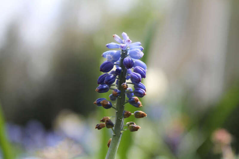 500px provided description: Azul [#flowers ,#spring ,#blue ,#green ,#garden]