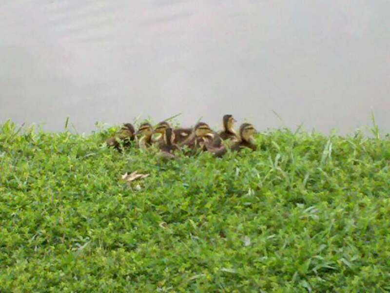 Baby Ducks