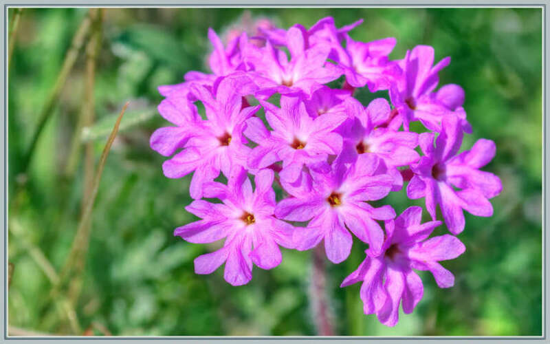 500px provided description: As pink as a flower can be. I hope to find a field full of these in a couple months. I'm so ready for Spring! [#flowers ,#spring ,#flower ,#pink ,#purple ,#colorful ,#verbena ,#HDR ,#pink sand verbena]