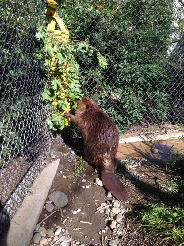 Beaver at turtle Bay Exploration park in Redding, California snacking from a browser made with repurposed Forest Service fire hose.

Photo courtesy of Hose2Habitat