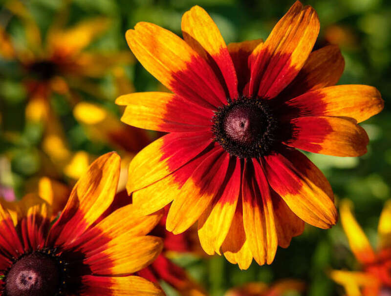 Black-eyed Susans, Chester Creek Area, Duluth