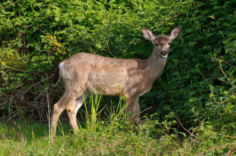 Black-tailed deer grazing by the roadside in Marymoor Park in Redmond, Washington.