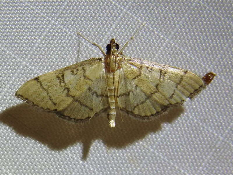 Hollow-spotted Blepharomastix Moth (Blepharomastix ranalis)