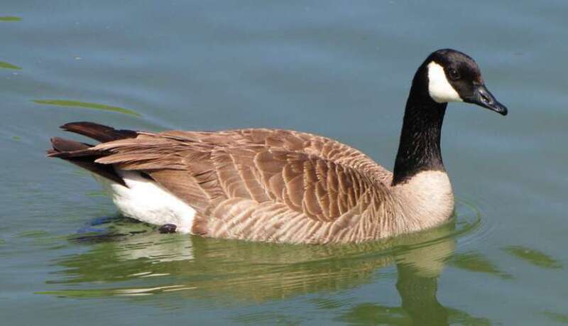 Canadian goose (Branta canadensis)Location: Ralph B. Clark Regional Park, Buena Park, CA, USA
This was probably the female of a mated pair that stayed in the small Clark Park pond for a few days.