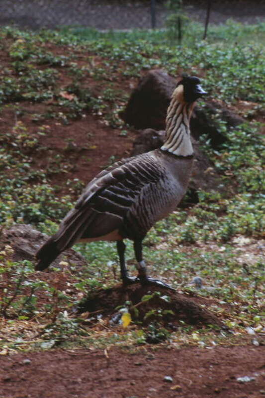 Nene or Hawaiian Goose (Branta sandvicensis) at Honolulu Zoo, Hawaii, USA.