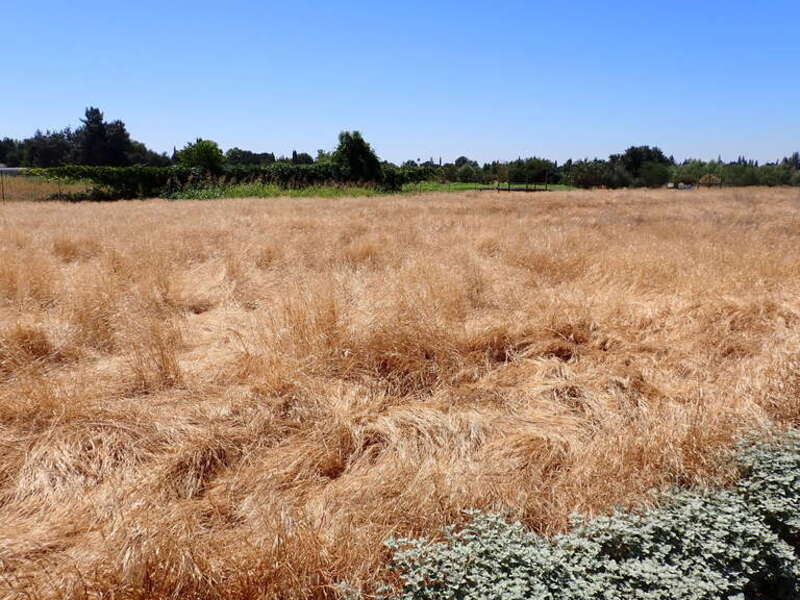 Ripgut brome dominating sites where once yellow yellow starthistle dominated. Yellow starthistle remains but is mostly confined trailside and sporadic out in the fields of ripgut brome. Turkey mullein, Croton setigerus, lines the trailside at lower