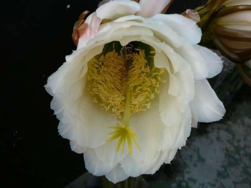 bee's love 'em
Echinopsis spachiana, commonly known as the golden torch, (white) torch cactus or golden column, is a species of cactus native to South America. It has a columnar habit, with a lime-green cylindrical body with 1–2 cm long golden
