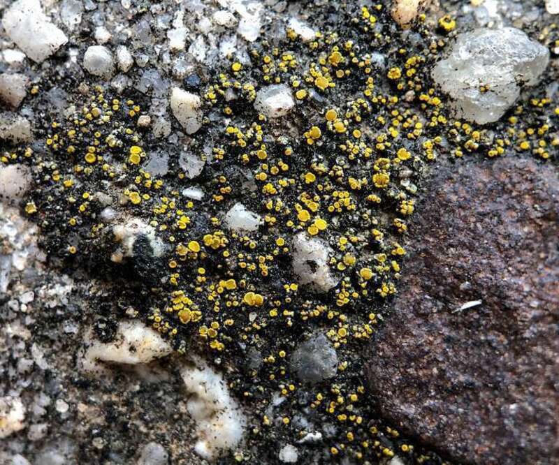 Hidden Goldspeck Lichen (Candelariella aurella)