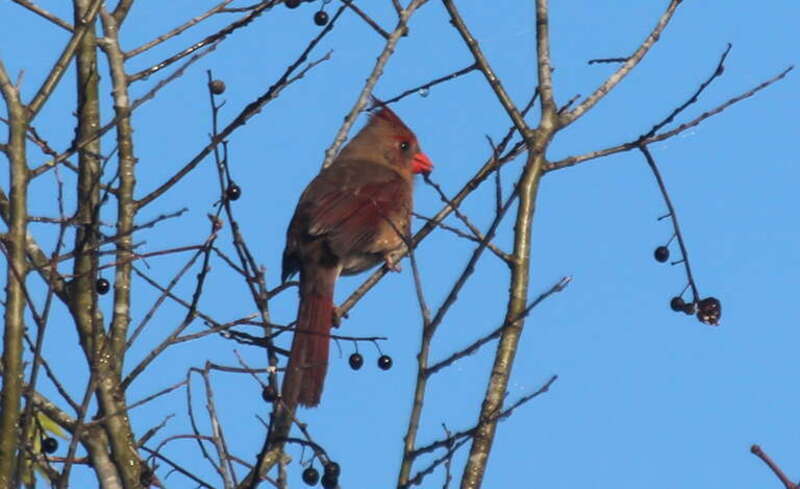 Northern Cardinal (female)