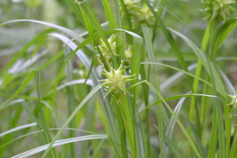 This image was taken near Cedar Rapids, Iowa in late May. The plant seems to be very common in the area.