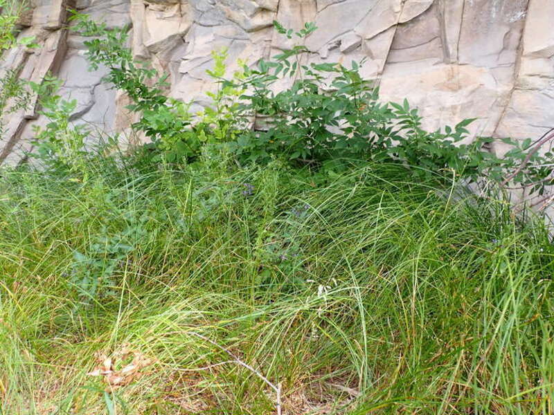 Woolly sedge forming a dense leafy colony along the River's Edge Trail in Great Falls, Montana.