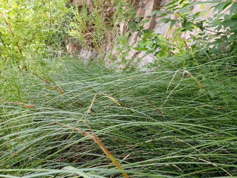 Woolly sedge forming a dense leafy colony along the River's Edge Trail in Great Falls, Montana.