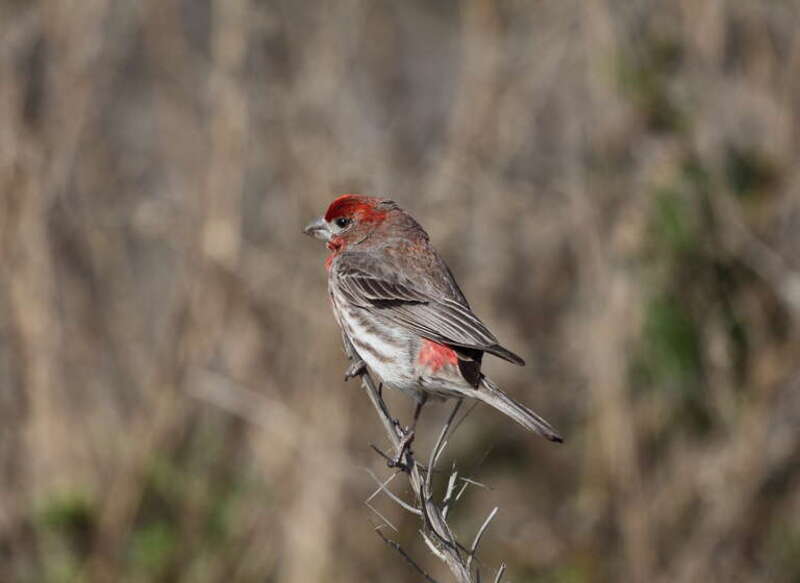 Adult male House Finch (Carpodacus mexicanus)