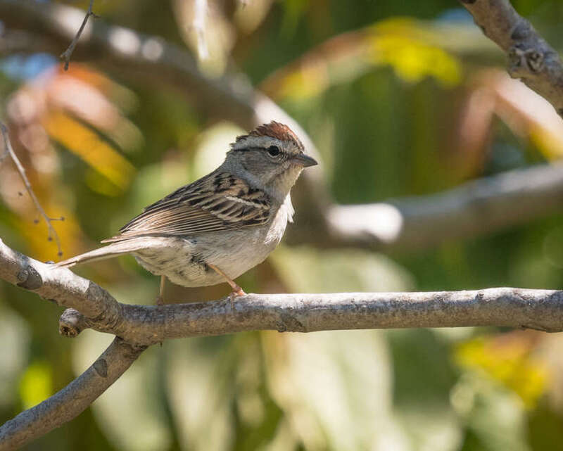 Chipping sparrow in Black Diamond Mines Regional Preserve, Antioch, California