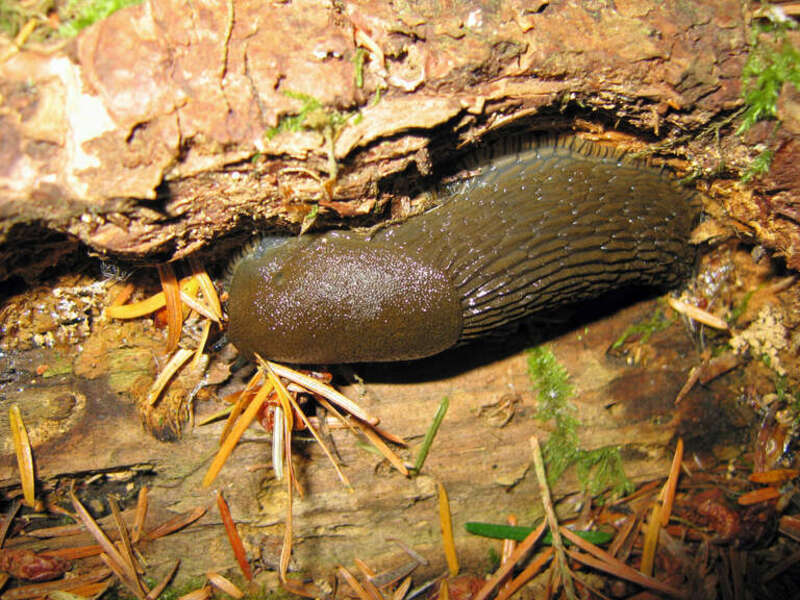 This guy was about 4 inches long