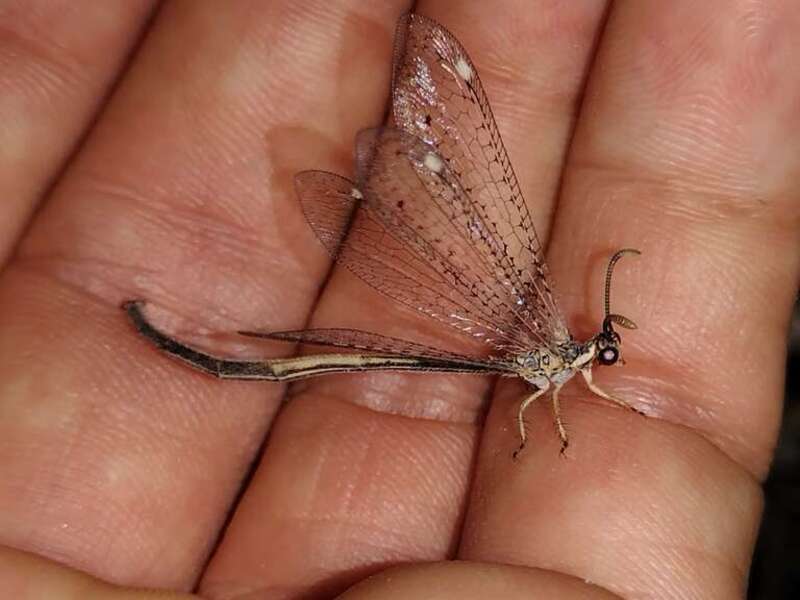 Clathroneuria coquilletti