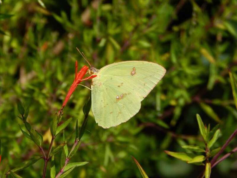 Cloudless sulphur (Phoebis sennae) butterfly at the State Botanical Garden of Georgia