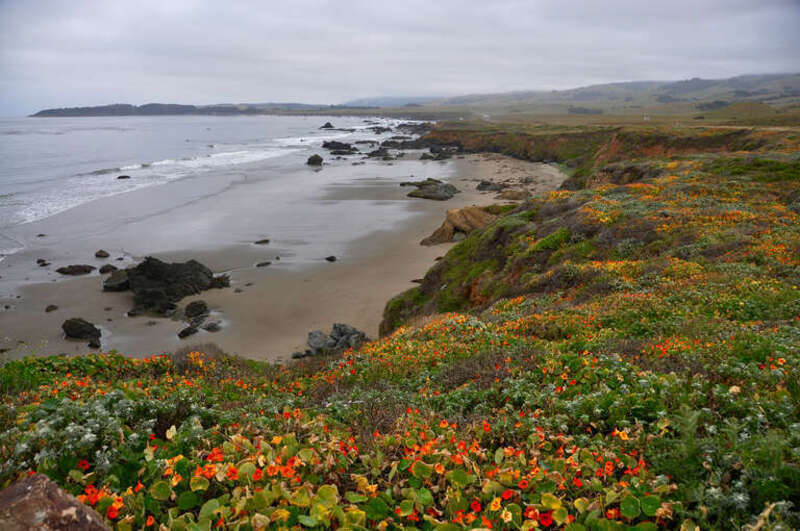 500px provided description: Coast overlook down the road from our campsite, in San Simeon, CA - The flowers were thick and beautiful. [#flowers ,#beach ,#travel ,#coast ,#seascape ,#san simeon ,#CA]