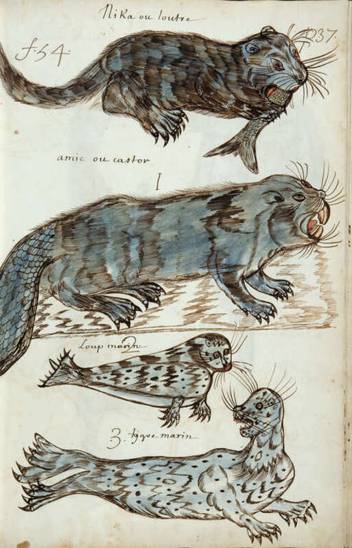 Nika, or otter 1 Amic, or beaver 2 Sea wolf 3 Sea tiger
  Castor gesner Quadrup Ferorum detail.jpg