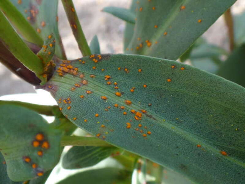 goldenrod rust (Coleosporium solidaginis)